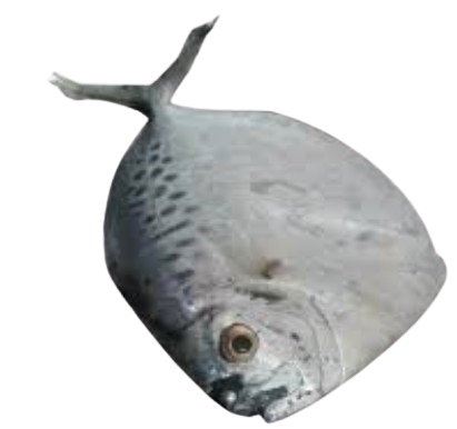 Ikan Kapak