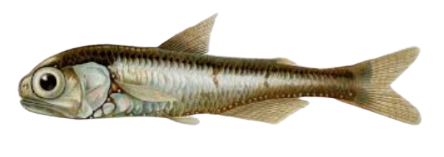 Ikan Lentera